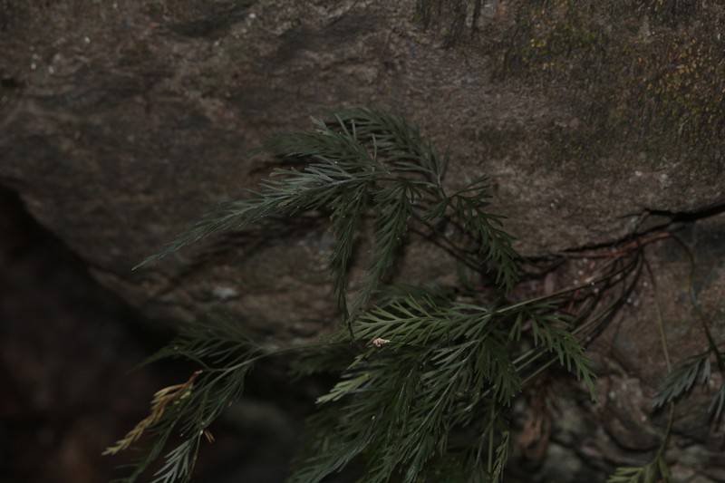 Asplenium novae-caledoniae photo 5