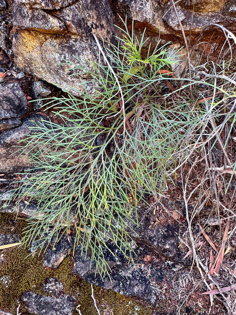 Asplenium novae-caledoniae photo 7