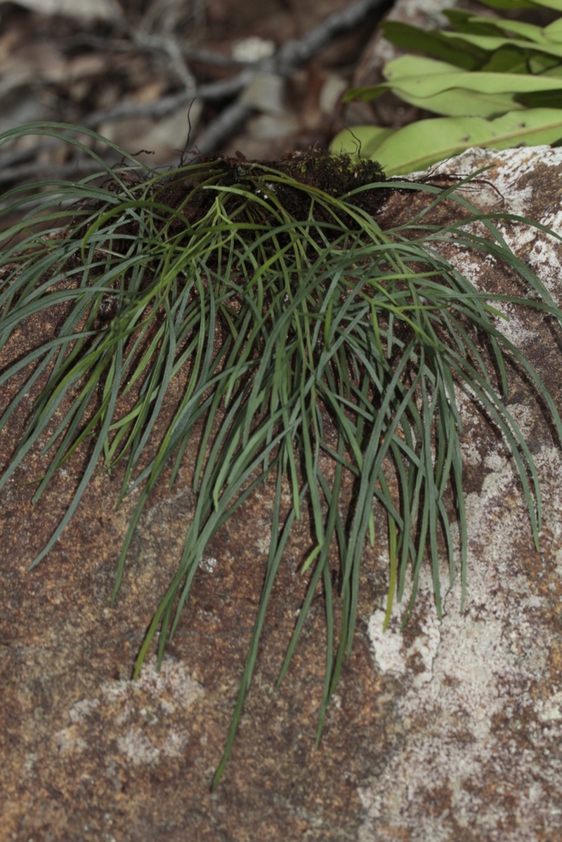 Asplenium novae-caledoniae photo 8