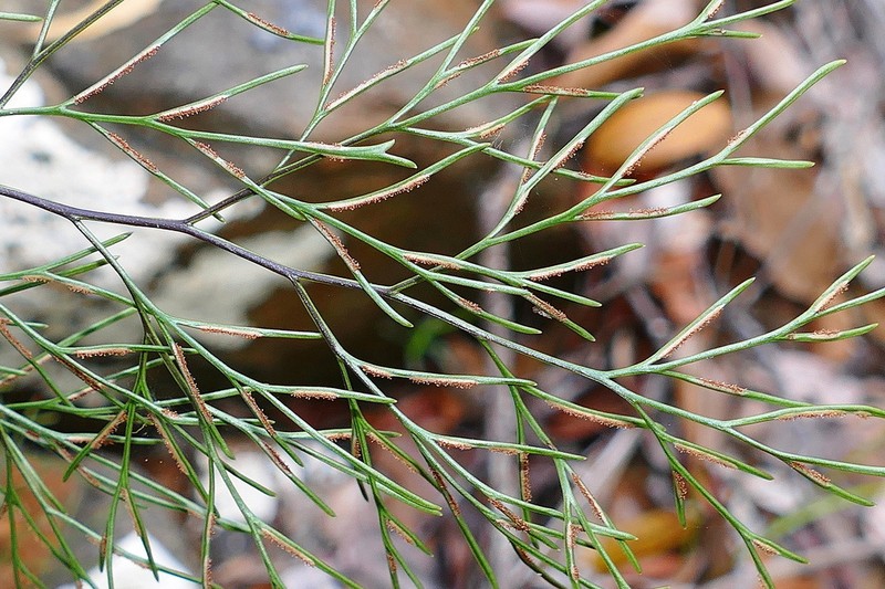 Asplenium novae-caledoniae
