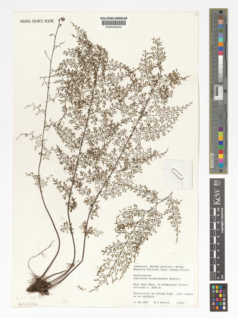Asplenium novoguineense photo 4