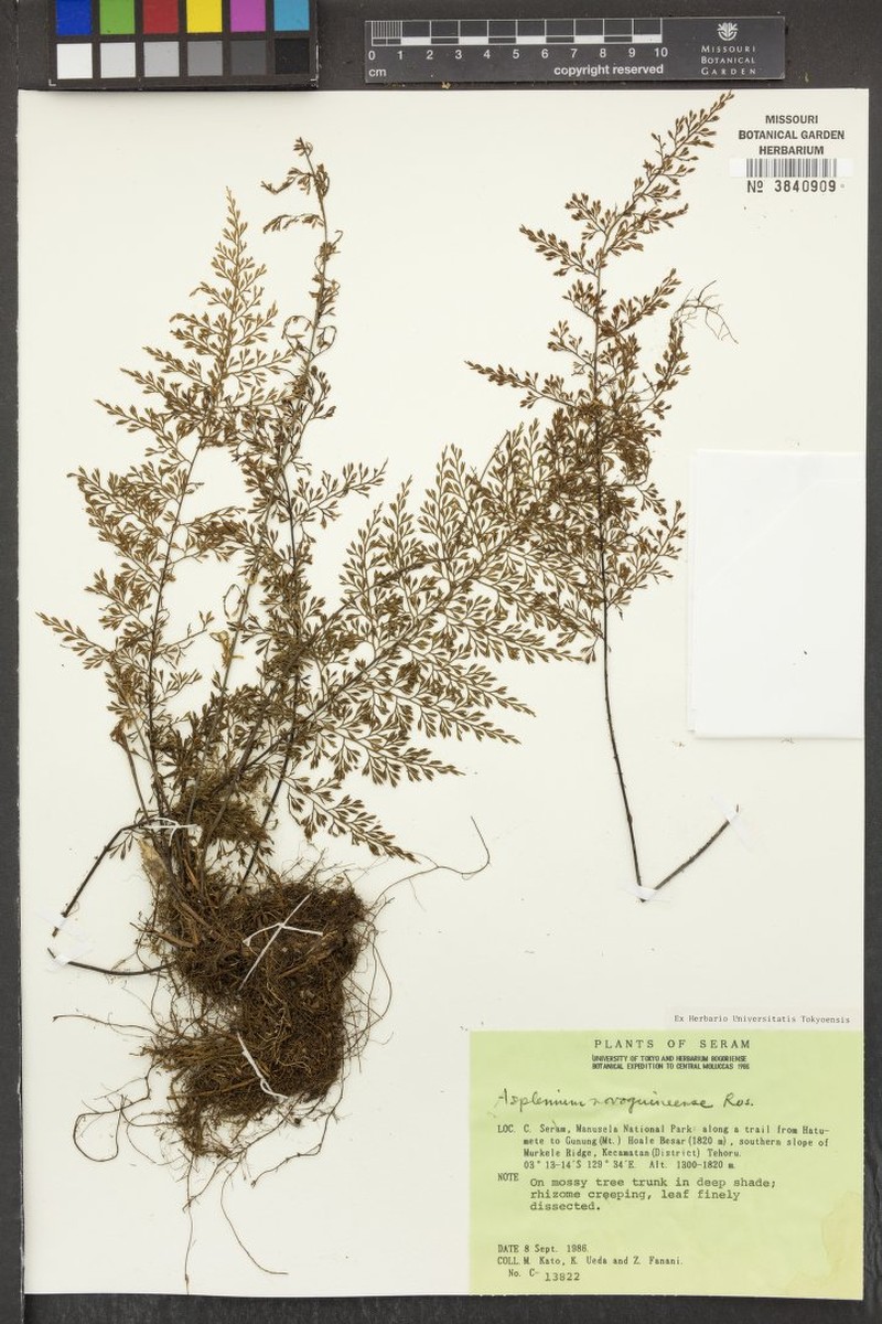 Asplenium novoguineense photo 5