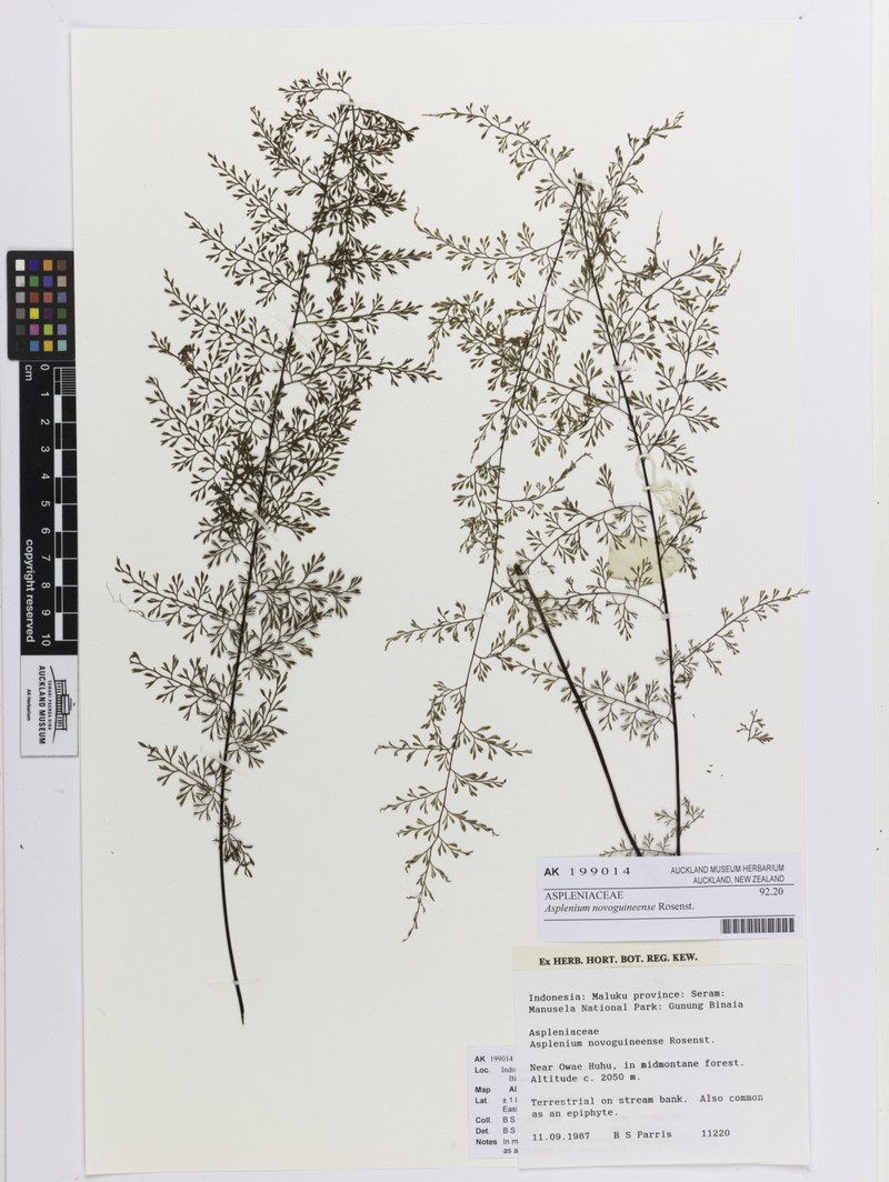 Asplenium novoguineense