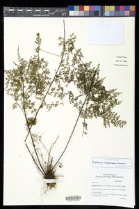 Asplenium novoguineense