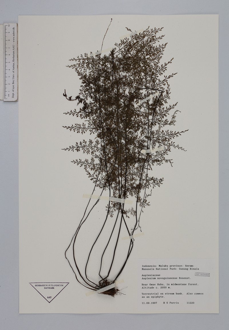 Asplenium novoguineense photo 2