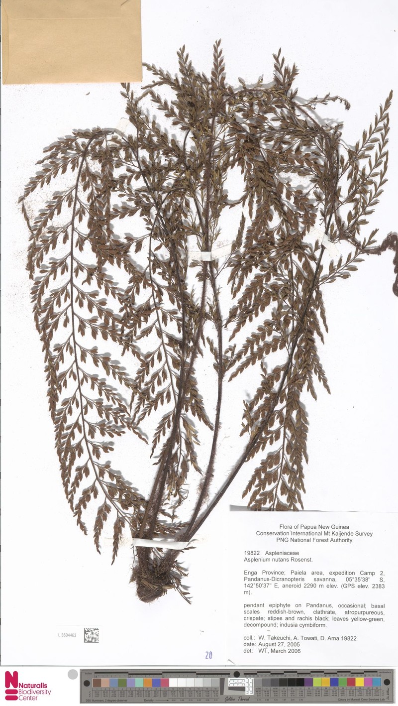 Asplenium nutans