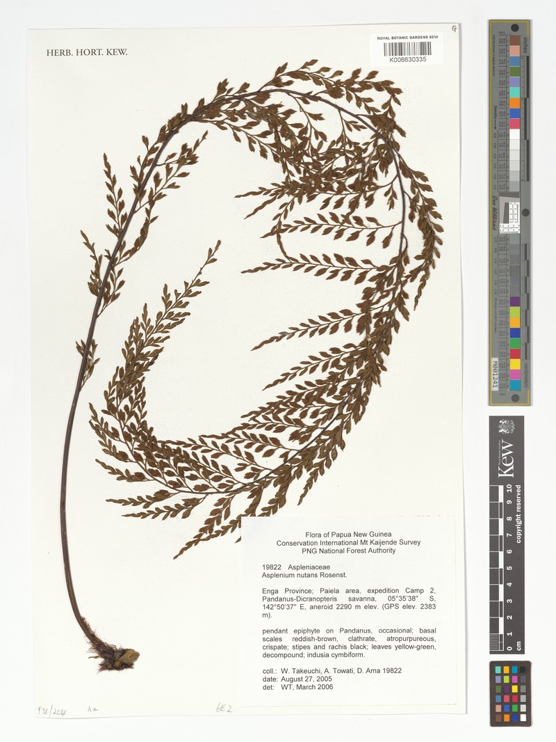 Asplenium nutans photo 2