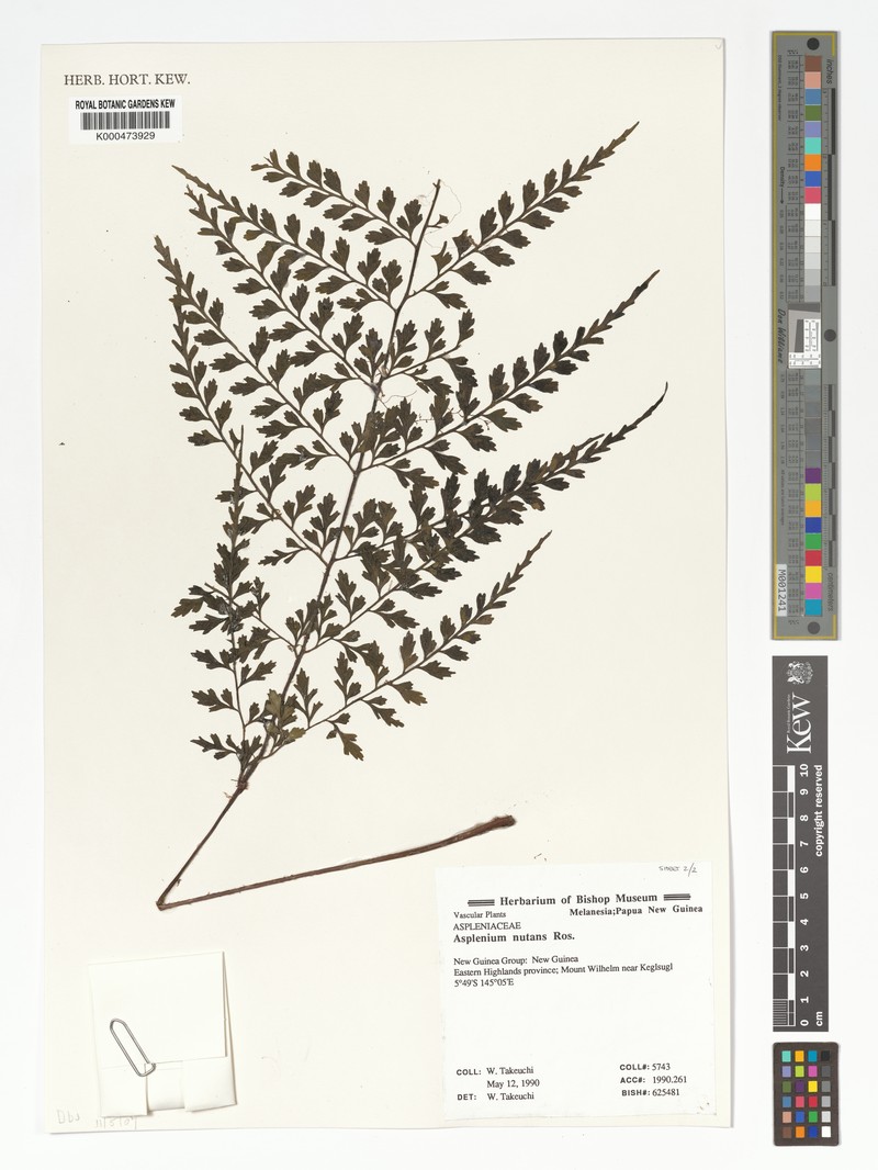 Asplenium nutans photo 4