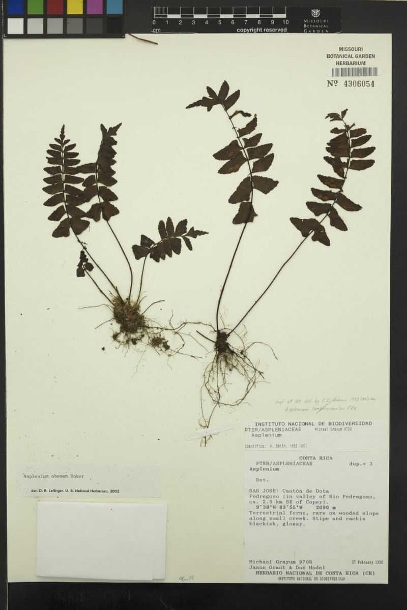 Asplenium obesum
