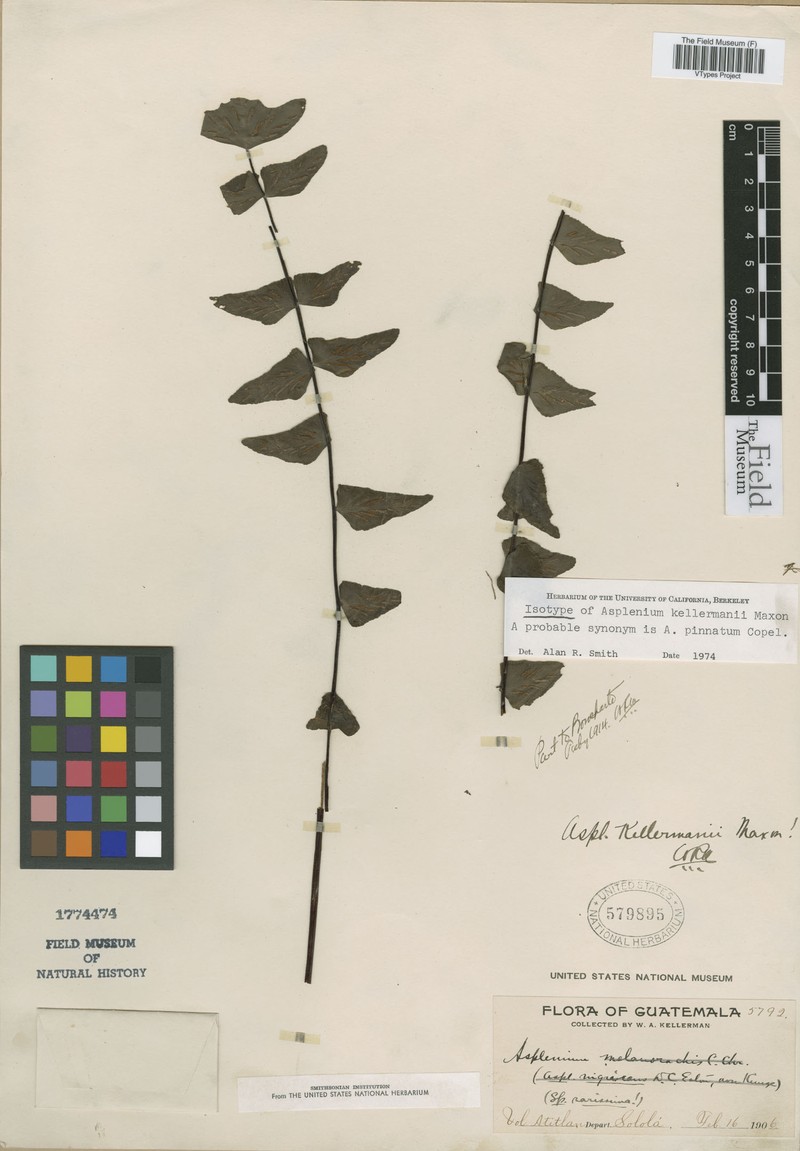 Asplenium obesum photo 2