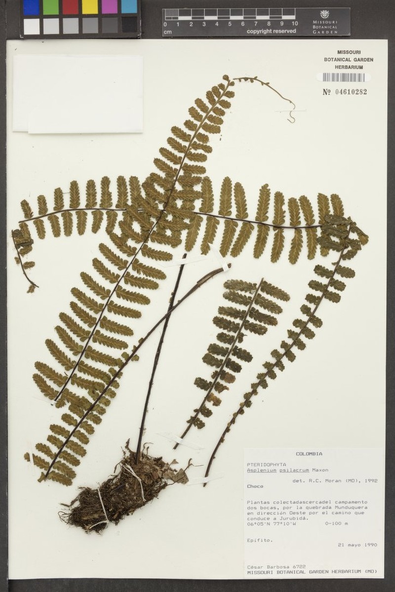 Asplenium oblongatum