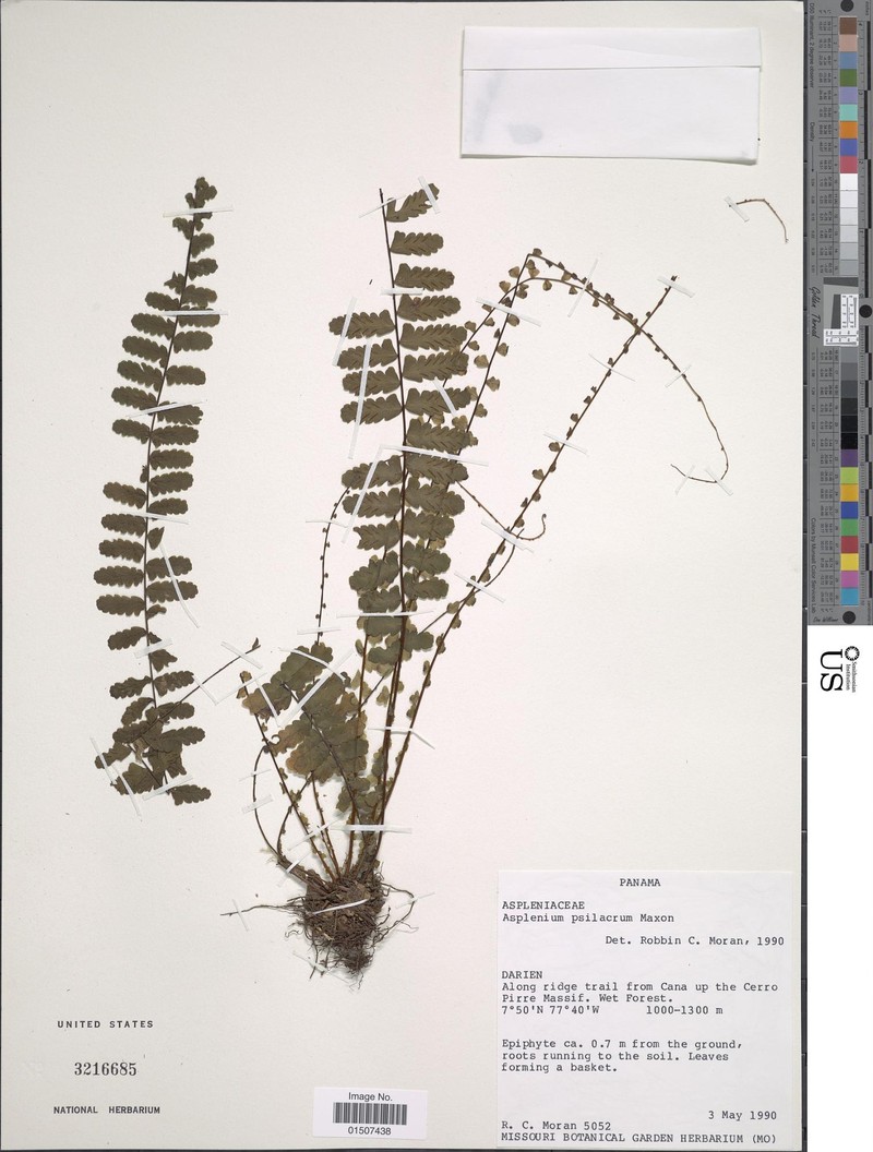 Asplenium oblongatum photo 2