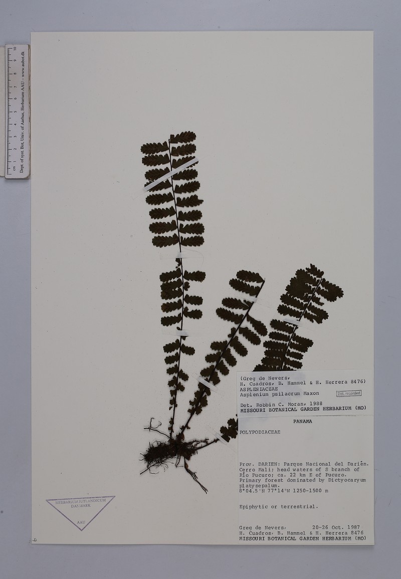 Asplenium oblongatum
