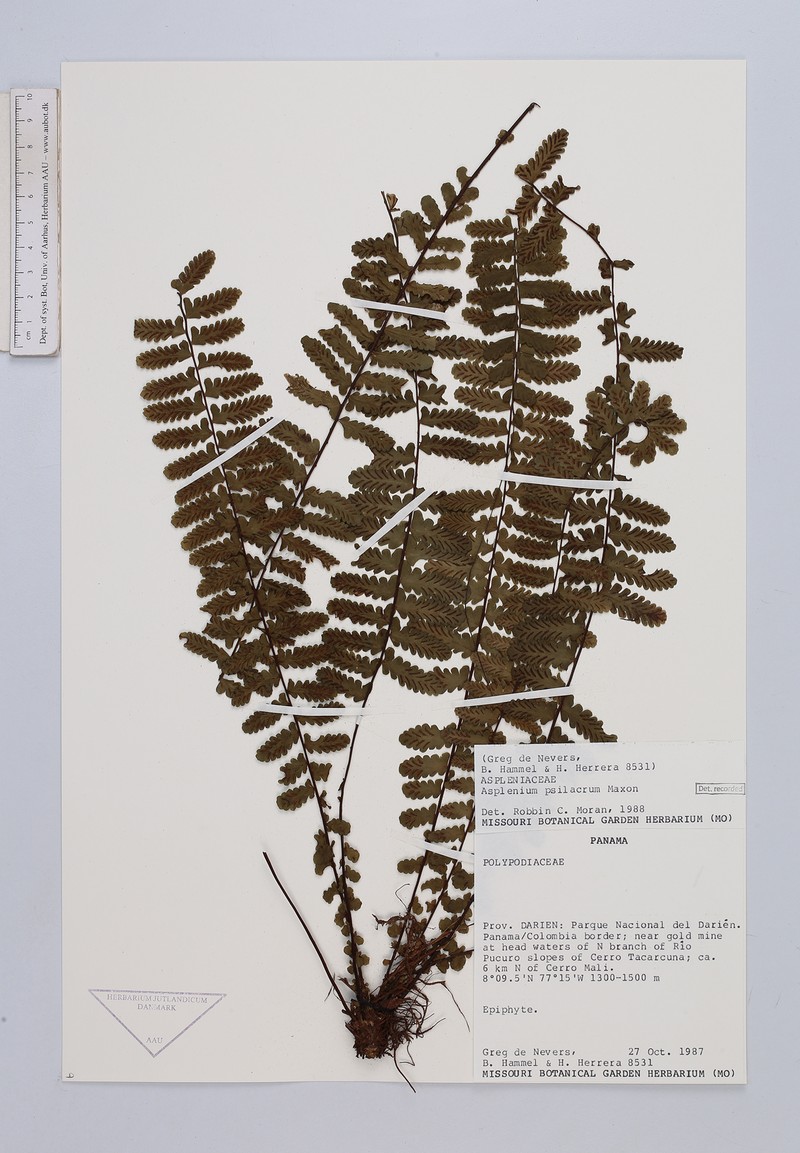 Asplenium oblongatum photo 2