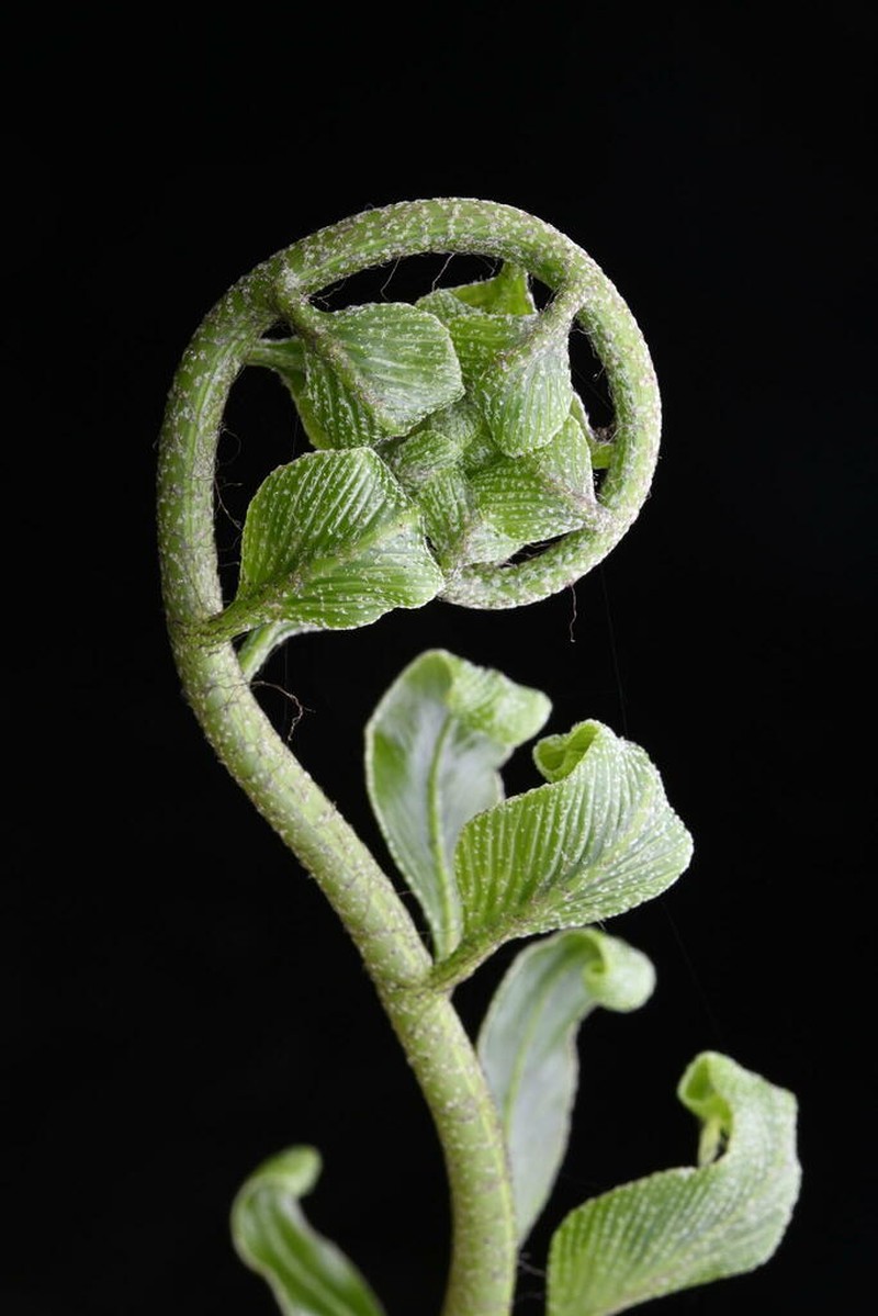 Asplenium oblongifolium photo 4