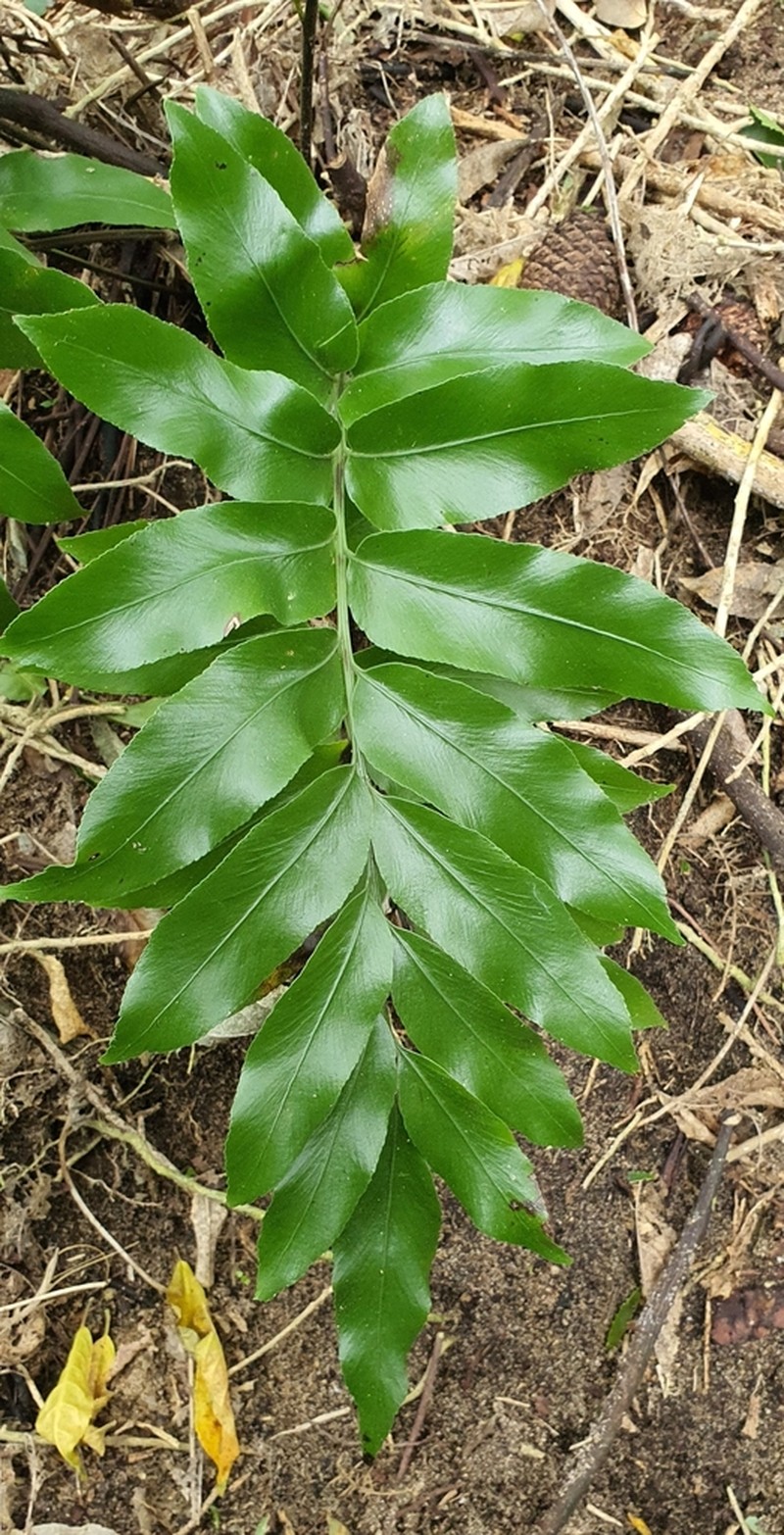 Asplenium oblongifolium photo 5