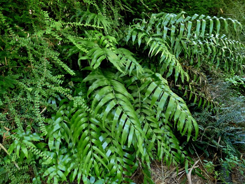 Asplenium oblongifolium photo 6
