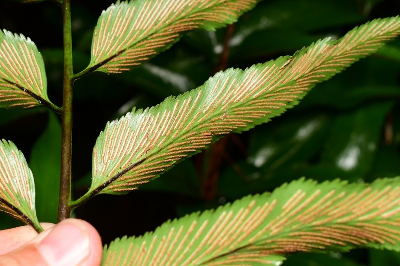 Asplenium oblongifolium photo 7