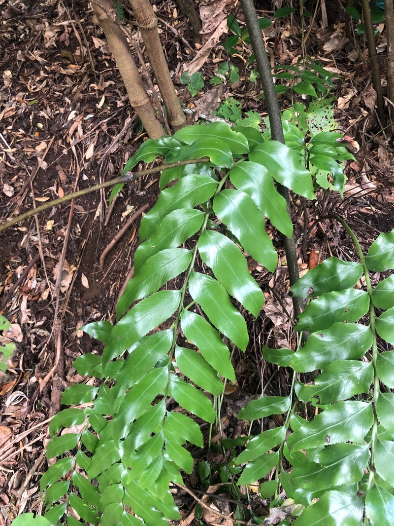 Asplenium oblongifolium photo 8