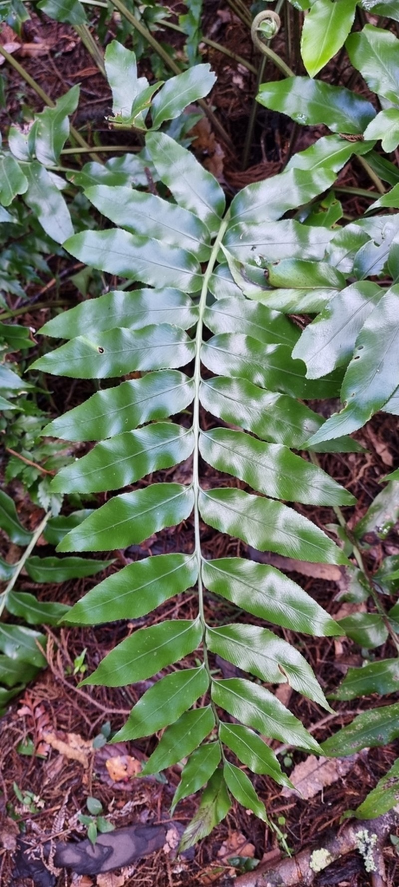 Asplenium oblongifolium