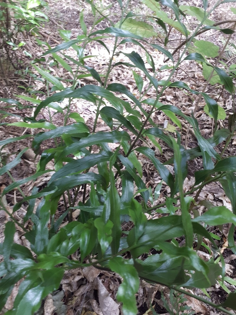Asplenium oblongifolium photo 2