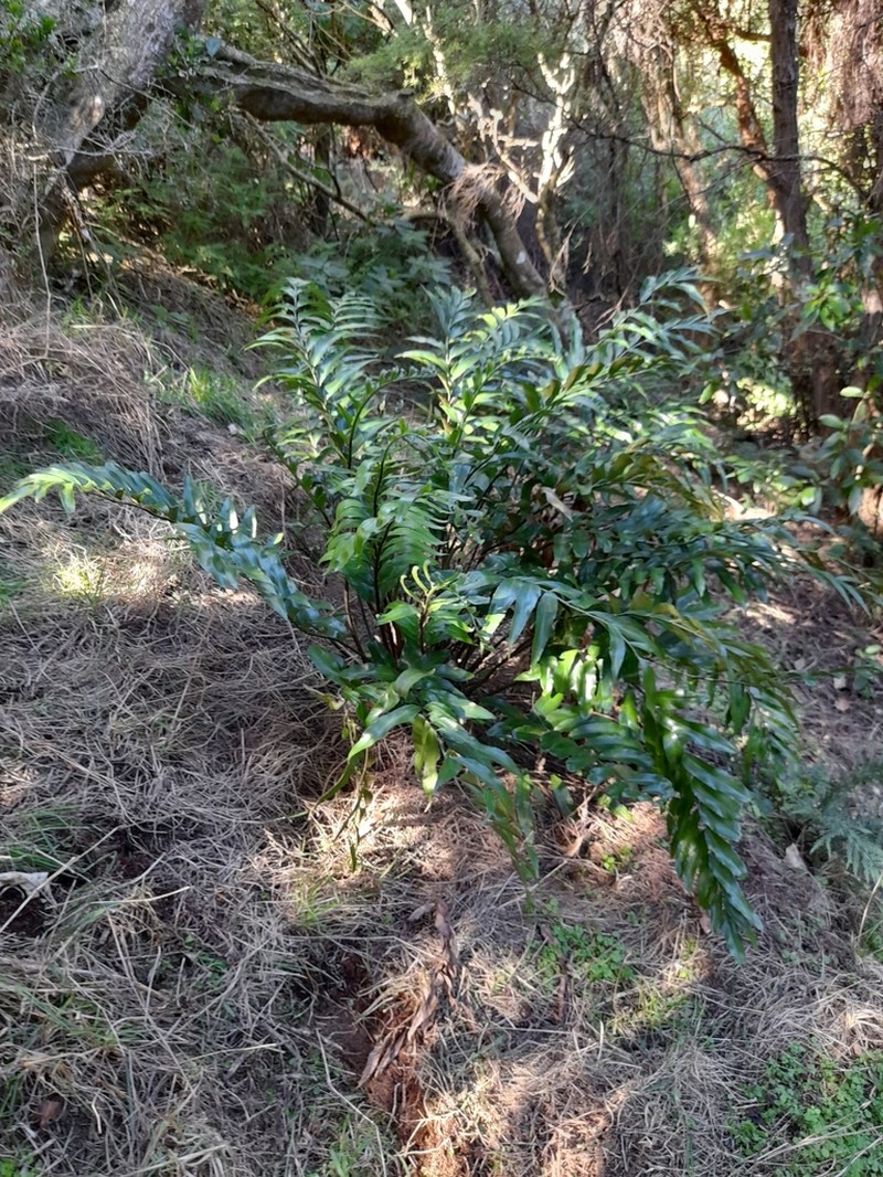 Asplenium oblongifolium photo 3