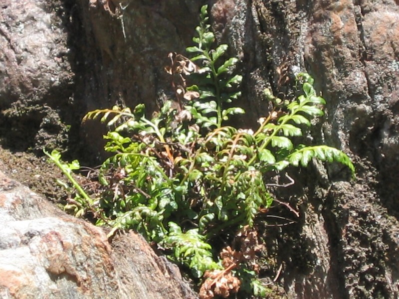 Asplenium obovatum photo 3