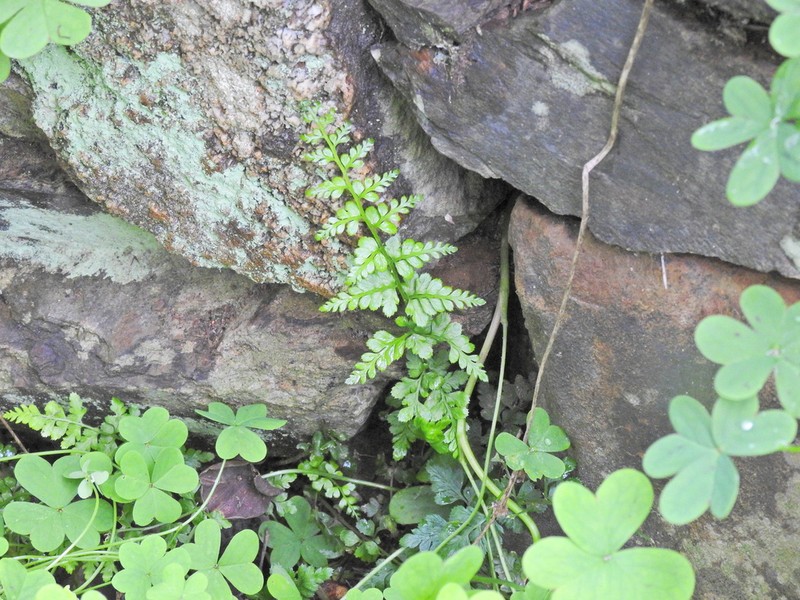 Asplenium obovatum photo 4