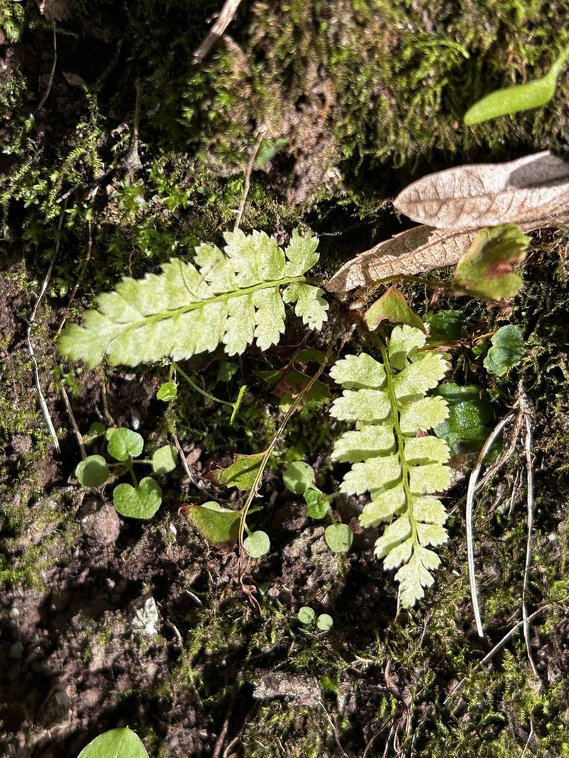 Asplenium obovatum photo 5