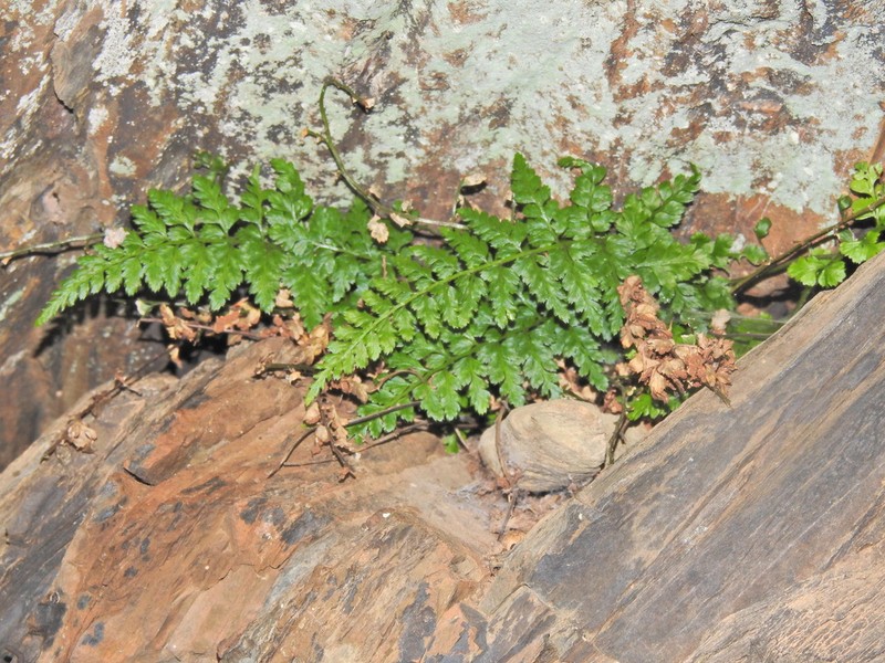 Asplenium obovatum photo 6