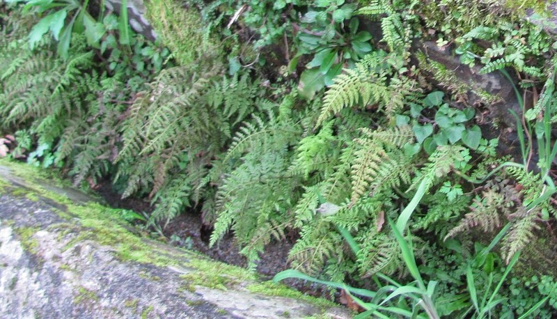 Asplenium obovatum photo 7