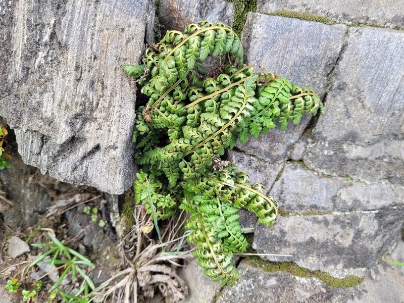 Asplenium obovatum photo 8