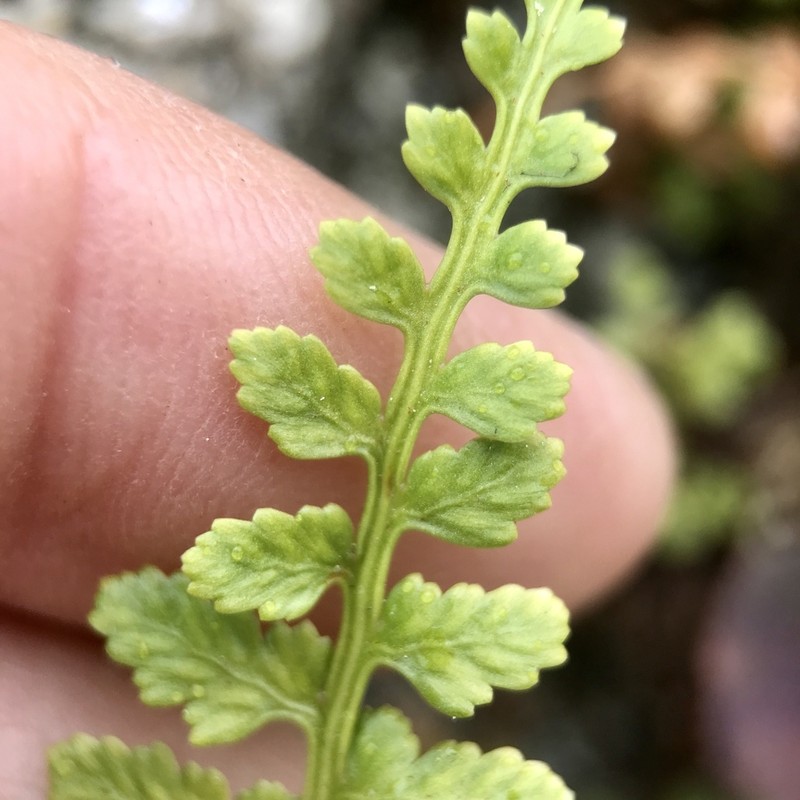 Asplenium obovatum