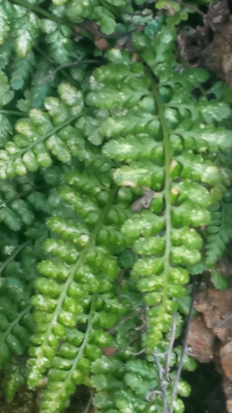 Asplenium obovatum photo 2