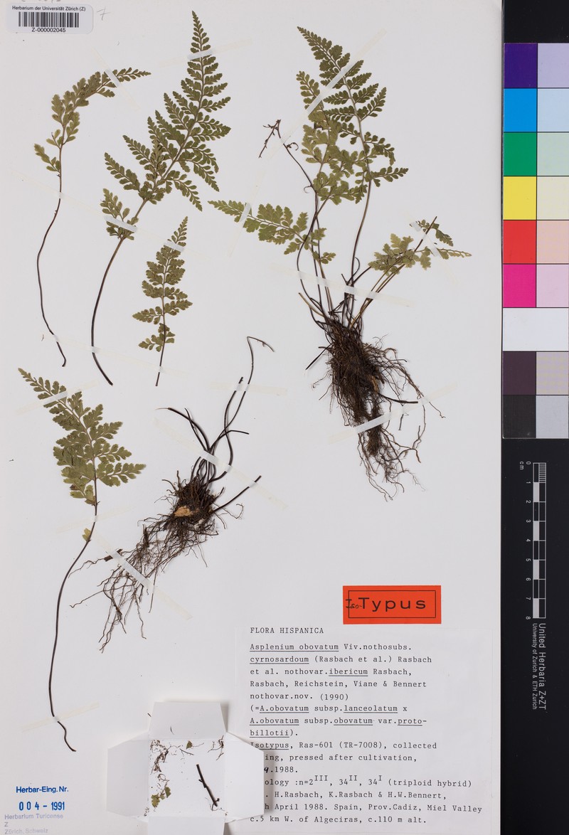 Asplenium obovatum nothovar. ibericum
