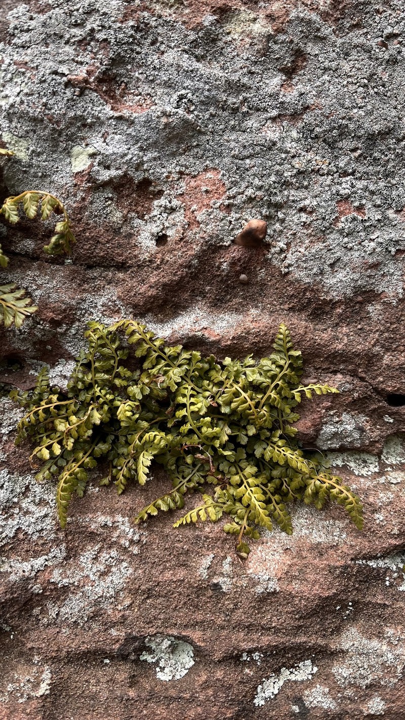 Asplenium obovatum subsp. billotii
