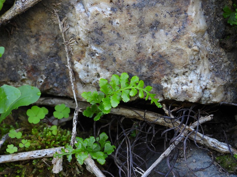 Asplenium obovatum subsp. billotii photo 2