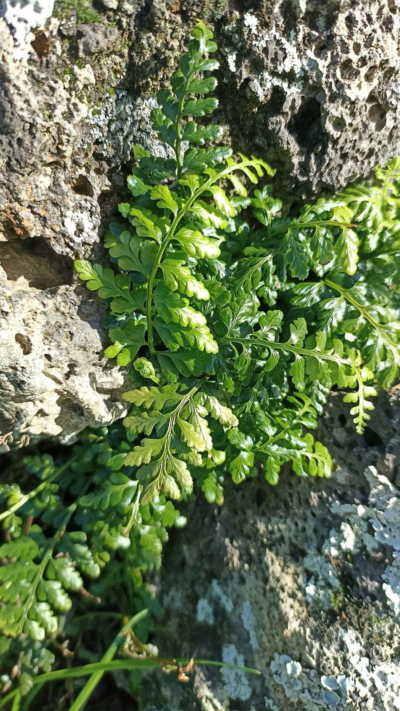 Asplenium obovatum subsp. billotii photo 3