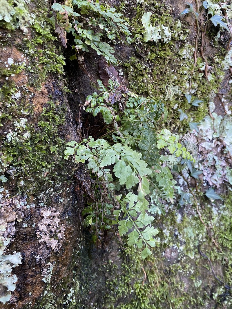 Asplenium obovatum subsp. billotii photo 4
