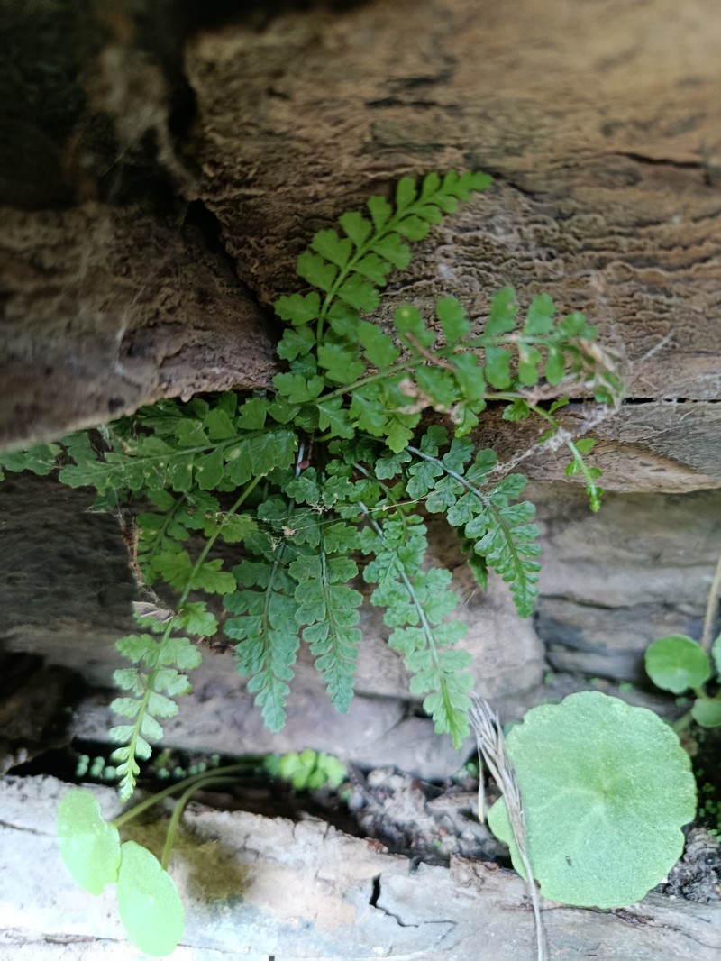 Asplenium obovatum subsp. obovatum