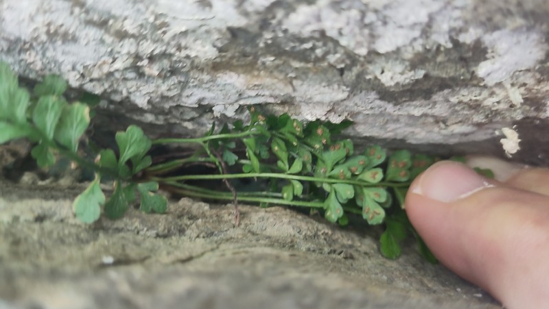 Asplenium obovatum subsp. obovatum photo 2