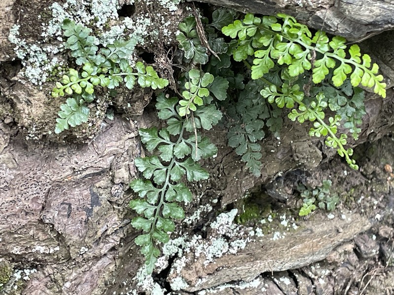 Asplenium obovatum subsp. obovatum photo 3