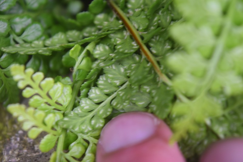 Asplenium obovatum subsp. obovatum photo 4