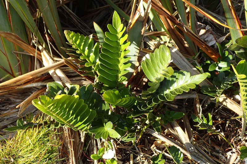 Asplenium obtusatum