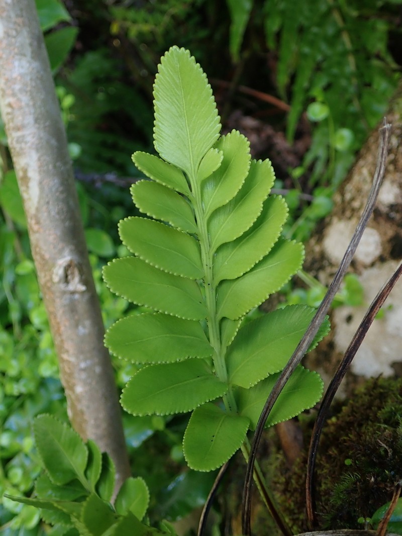 Asplenium obtusatum photo 2