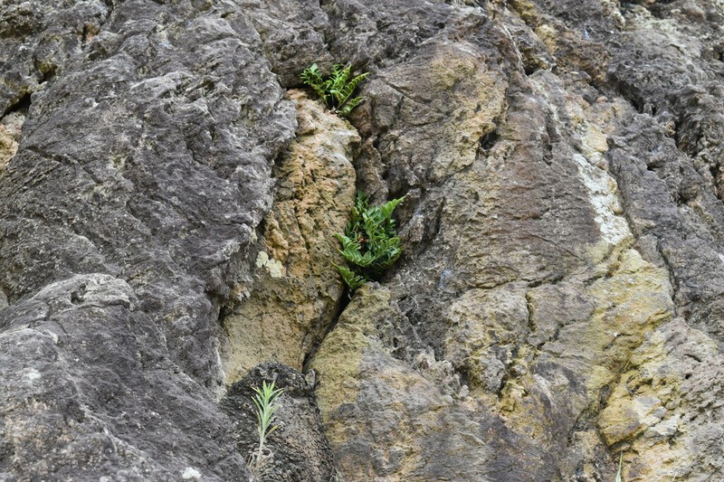 Asplenium obtusatum photo 4