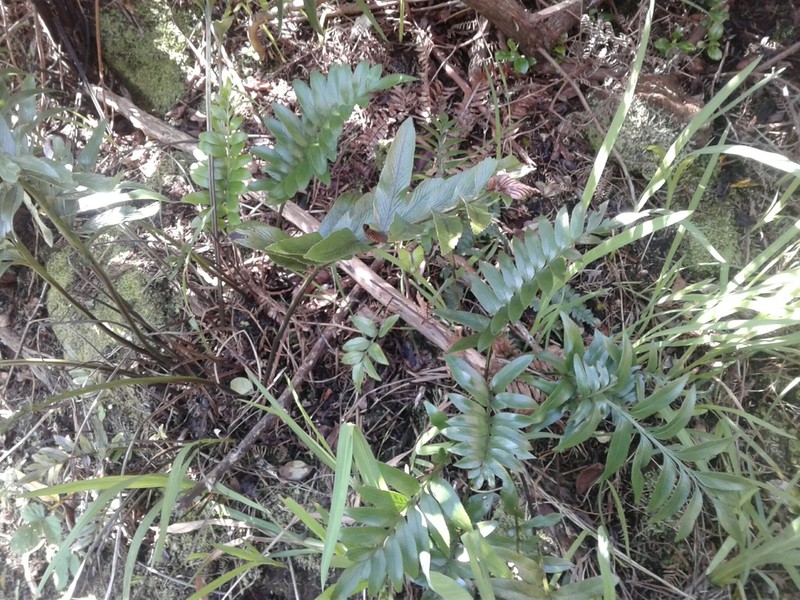 Asplenium obtusatum photo 5