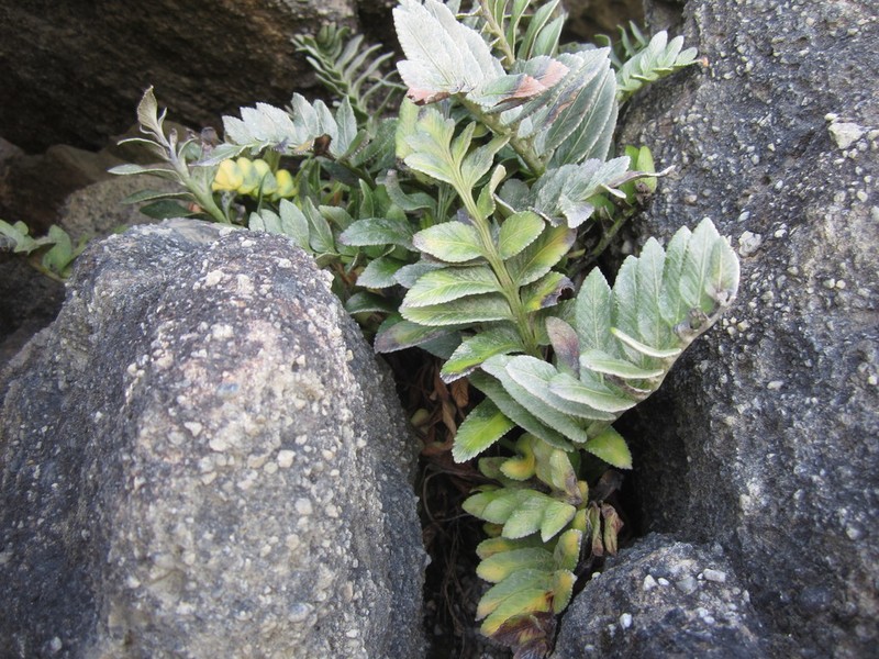 Asplenium obtusatum photo 6