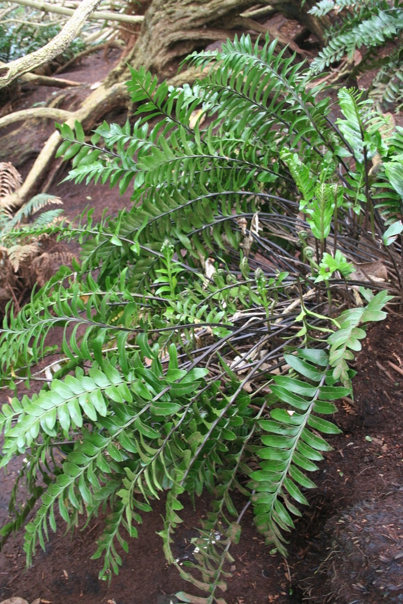 Asplenium obtusatum photo 7