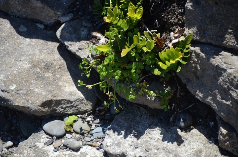 Asplenium obtusatum photo 2